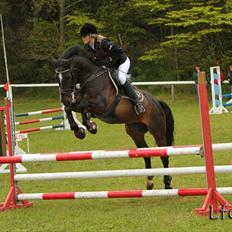 Welsh Cob (sec D) TECNO the WINNER