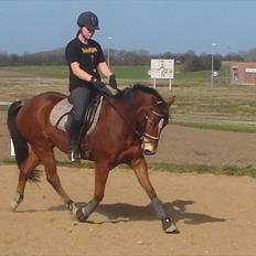 Tysk Sportspony Magic Heart Breaker