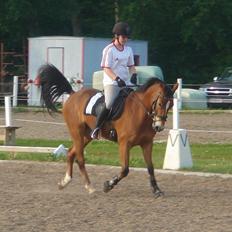 Tysk Sportspony Magic Heart Breaker