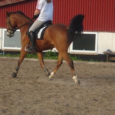 Tysk Sportspony Magic Heart Breaker