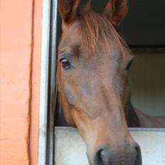 Arabisk fuldblod (OX) Filurius