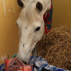 New Forest EGEBALLES KADETZSKI 