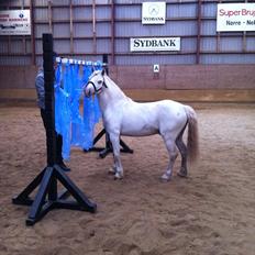 Welsh Mountain (sec A) Gribsvad salamon