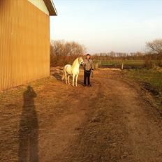 Welsh Mountain (sec A) Gribsvad salamon