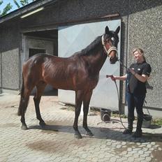 Dansk Varmblod Grangårdens Neptun (SOLGT)