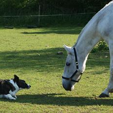 Anden særlig race Kinggårdens Duchess