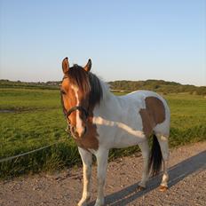 Anden særlig race Tristan