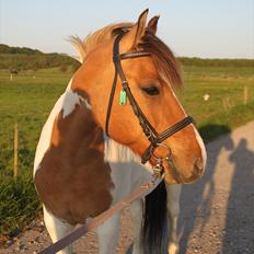 Anden særlig race Tristan
