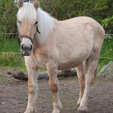 Anden særlig race ~ Lille Anton ~  