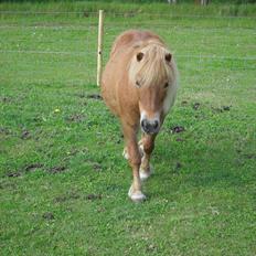 Anden særlig race Misty (min lillebror's)