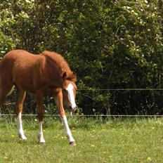 Anden særlig race NewMoon (føl)<3(søsters)