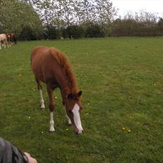 Anden særlig race NewMoon (føl)<3(søsters)