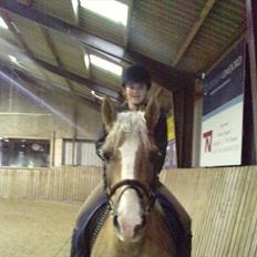 Haflinger PRINS - *SAVNET*