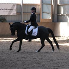 DSP Tovdal´s Machon (Corly) (solgt)