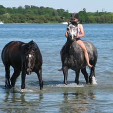 DSP Tovdal´s Machon (Corly) (solgt)