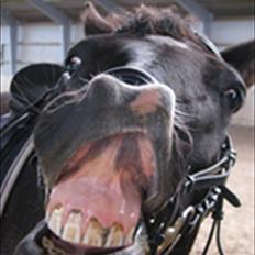 DSP Tovdal´s Machon (Corly) (solgt)