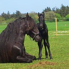 Anden særlig race Enya A Bacoon#SOLGT#