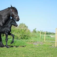 Anden særlig race Enya A Bacoon#SOLGT#