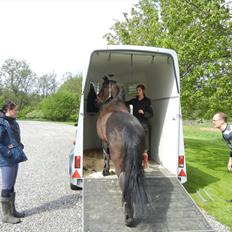 Anden særlig race Cirkeline