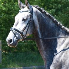 Dansk Varmblod Romarch M