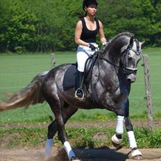 Dansk Varmblod Romarch M