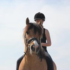 Anden særlig race Charming