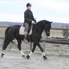 Trakehner Ozzy Kirial