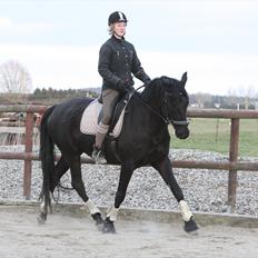 Trakehner Ozzy Kirial