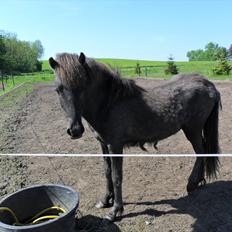 Islænder Sjóli | Min bedsteven<3 | 