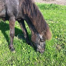 Islænder Sjóli | Min bedsteven<3 | 