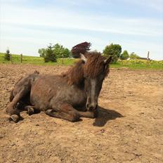 Islænder Sjóli | Min bedsteven<3 | 