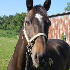 Dansk Varmblod Le-Meilleur (Lør) <3 PART <3