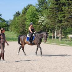 Dansk Varmblod Le-Meilleur (Lør) <3 PART <3