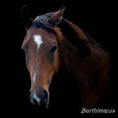 Anglo Araber (AA) Barthimæus