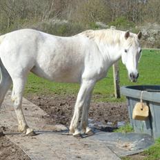 Anden særlig race Monique