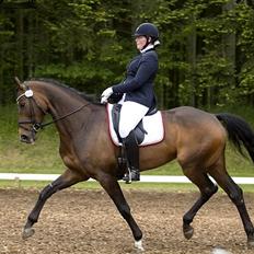 Dansk Varmblod SANDBÆK'S OPHELIA