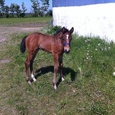 Dansk Varmblod Chilli time