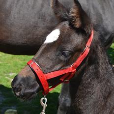 Dansk Varmblod Egevangens Loutana F R.I.P
