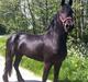 Frieser Quiny *Min baby kommer hjem igen <3 *