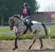 Knabstrupper Knud af Dutterup
