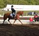 Hollandsk Sportspony Delmonte du Bois  B-pony