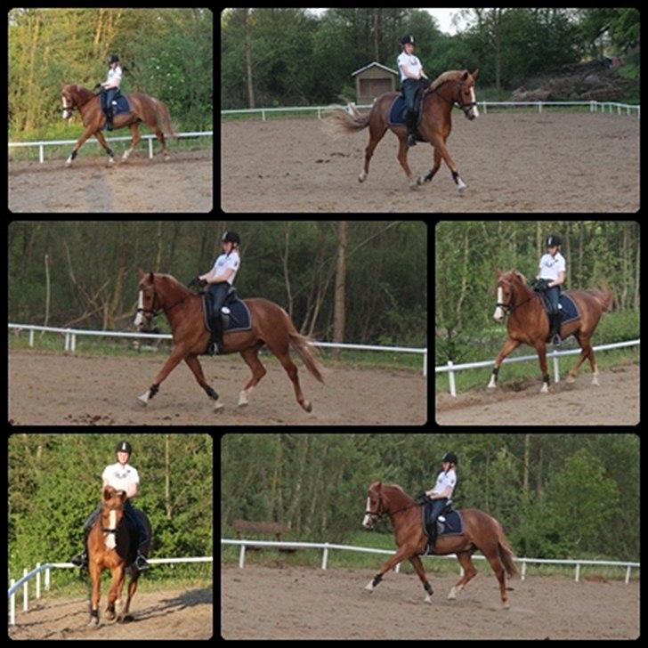 DSP Foxtrot - Dressur træning 21/05/2012 billede 8