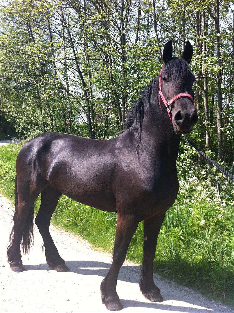 Frieser Quiny *Min baby kommer hjem igen <3 * billede 1