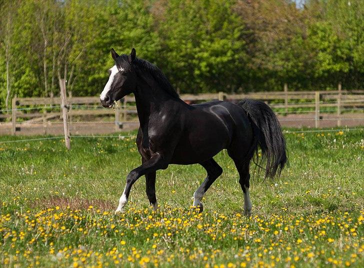 Dansk Varmblod Schnell's Real Dark Lady - Foto: Tine Bjørnø. Maj 2012. billede 12