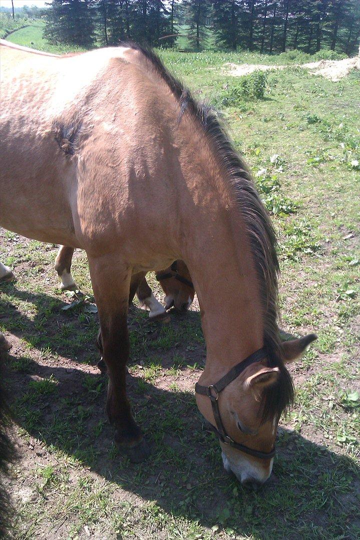 Anden særlig race Doré - På folden 
Foto: Mig 21-05-2012 billede 6