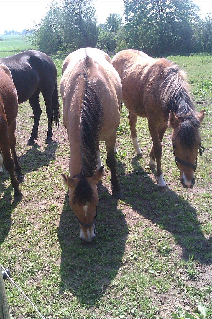 Anden særlig race Doré - På folden
Foto: Mig 21-05-2012 billede 7