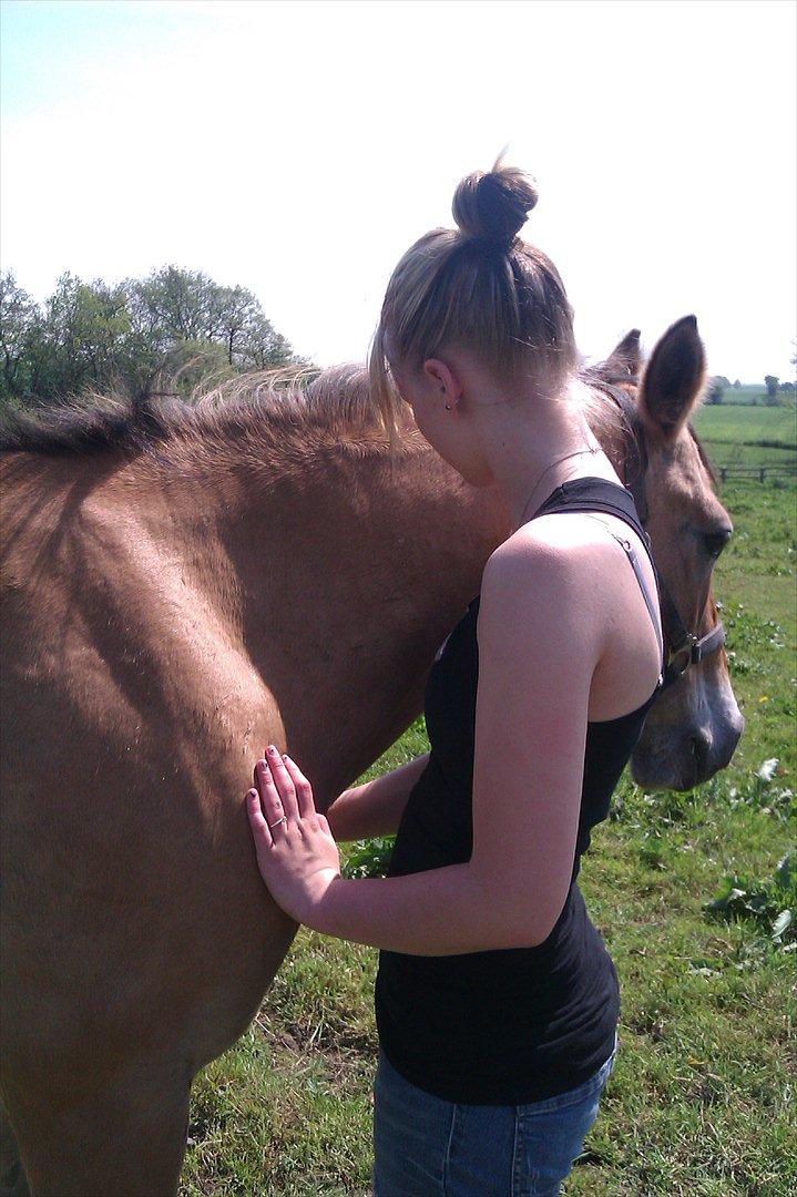 Anden særlig race Doré - Hygge på folden
Foto: Laura Dam 21-05-2012 billede 4