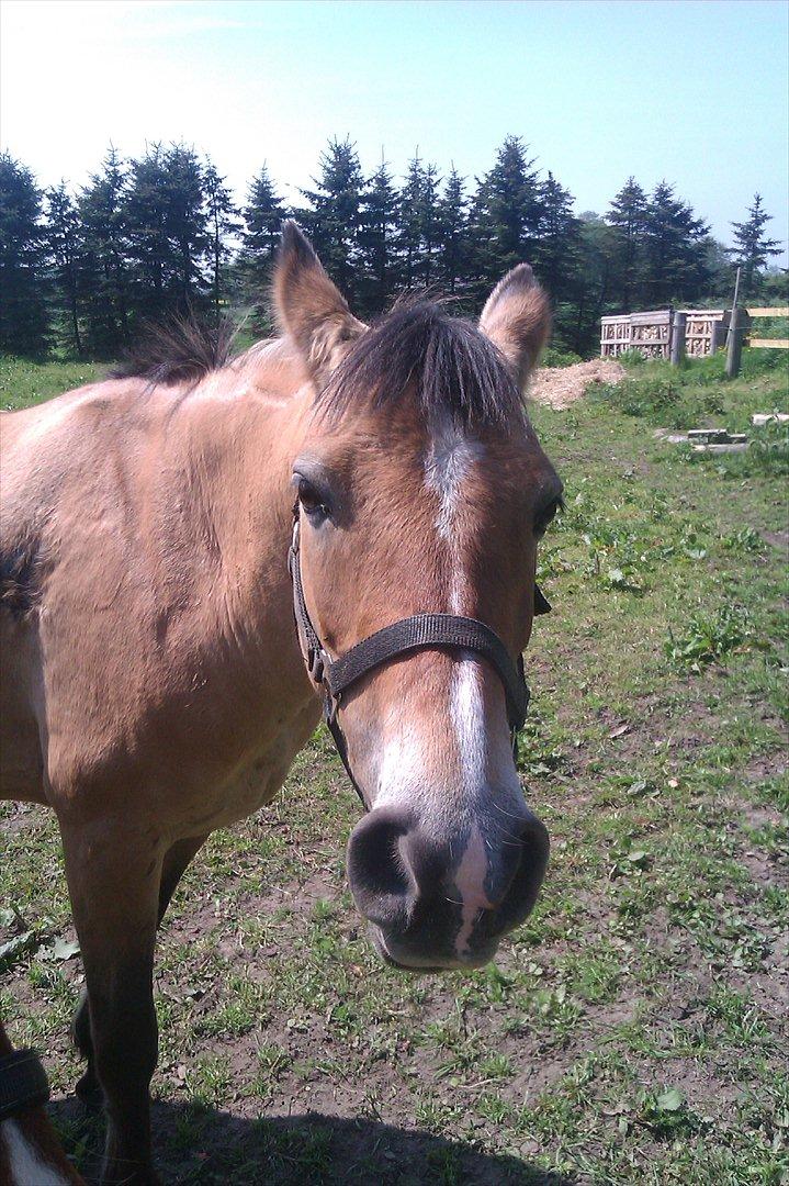 Anden særlig race Doré - Foto: Mig 21-05-2012 billede 18