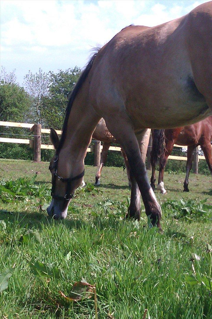 Anden særlig race Doré - Foto: Laura Dam 21-05-2012 billede 19