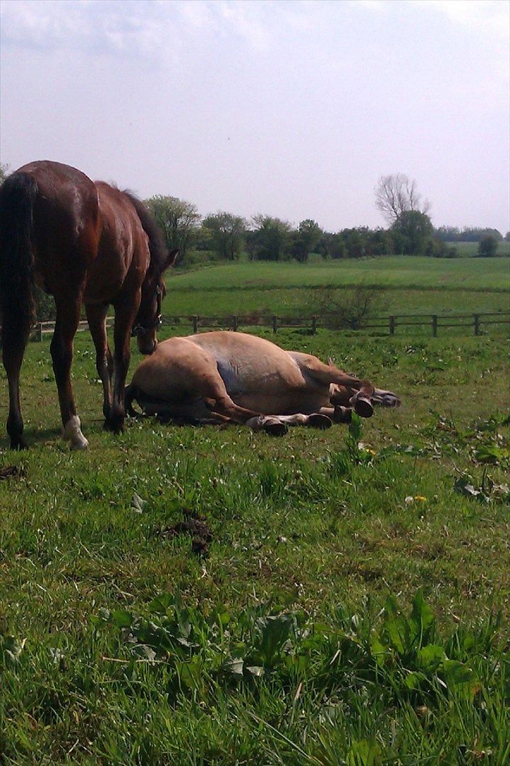Anden særlig race Doré - Foto: Mig 21-05-2012 billede 20